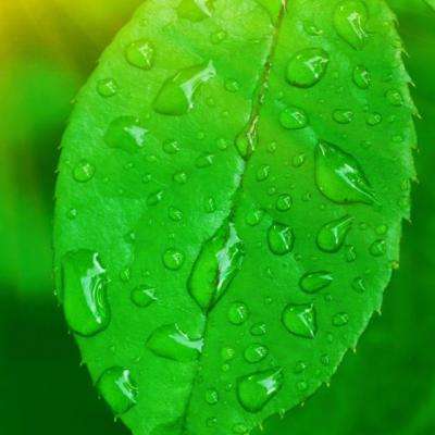 加拿大28app下载